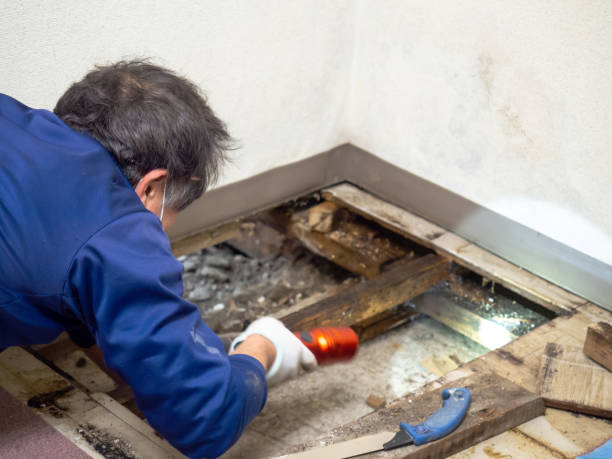Best Residential Mold Removal  in Cornville, AZ