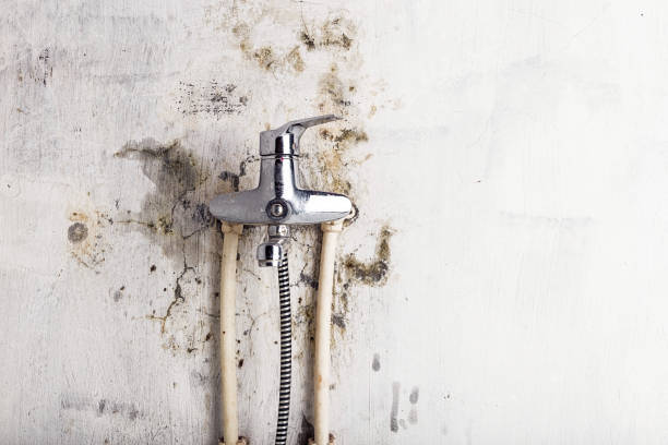 Best Mold Remediation  in Cornville, AZ