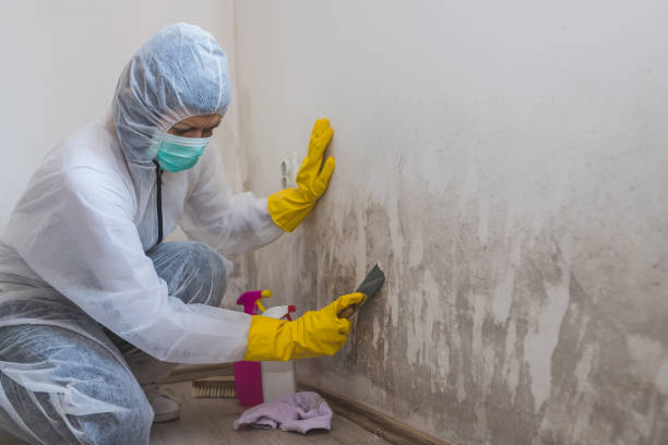 Best Residential Mold Removal  in Cornville, AZ