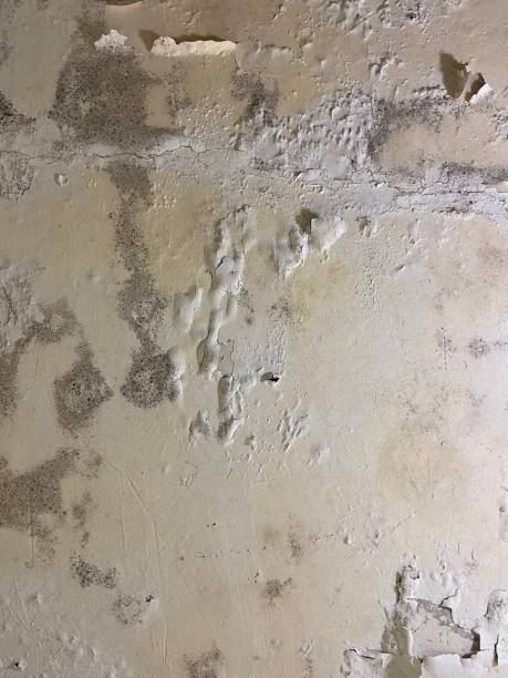 Mold Removal and Inspection in Cornville, AZ