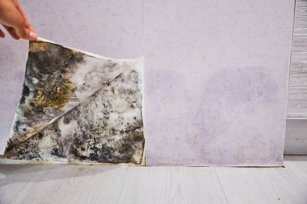 Best Black Mold Removal  in Cornville, AZ